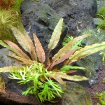 安杜椒草-缩略图-2