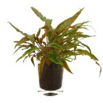 安杜椒草-缩略图-3