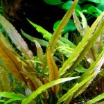 安杜椒草-缩略图-4