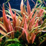 安杜椒草-缩略图-5