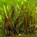 安杜椒草-缩略图-6