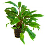 安杜椒草-缩略图-7