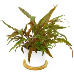 安杜椒草-缩略图-8