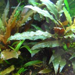 安杜椒草-缩略图-10