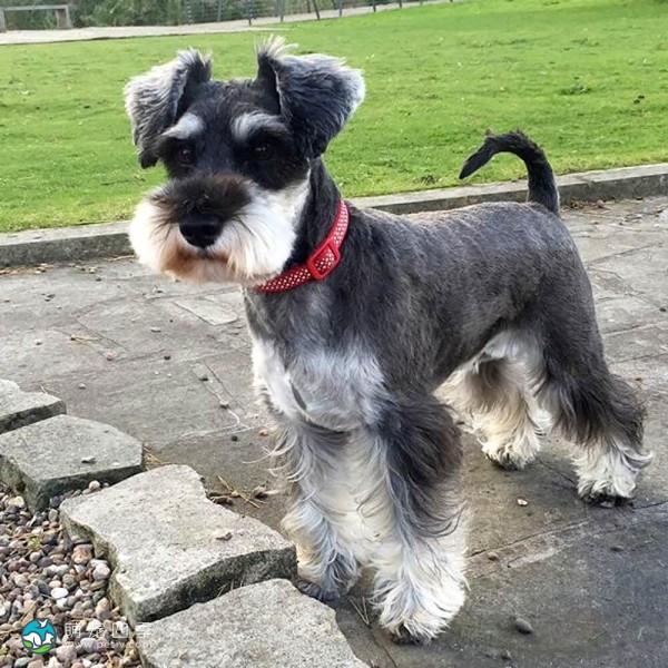 标准雪纳瑞犬-1
