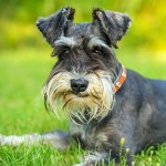 标准雪纳瑞犬-缩略图-2