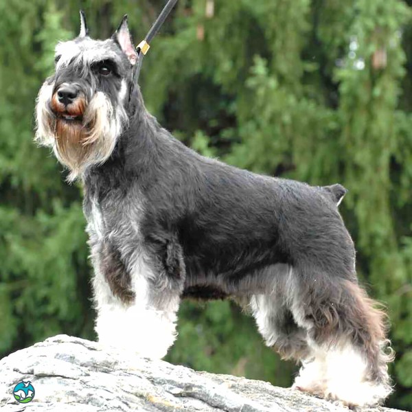 标准雪纳瑞犬-3