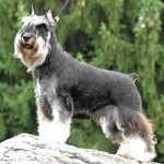 标准雪纳瑞犬-缩略图-3