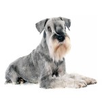 标准雪纳瑞犬-缩略图-4