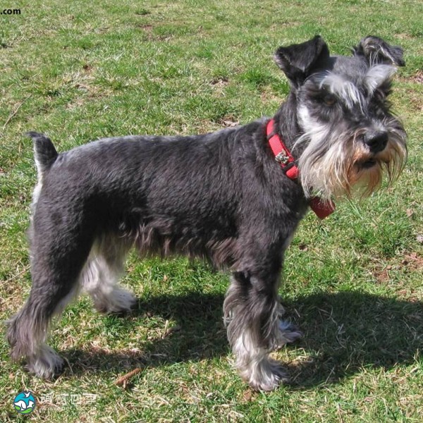 标准雪纳瑞犬-5