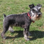 标准雪纳瑞犬-缩略图-5