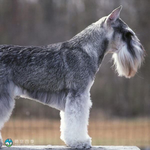 标准雪纳瑞犬-6