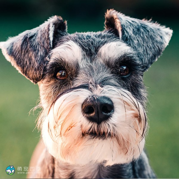 标准雪纳瑞犬-7