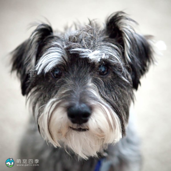 标准雪纳瑞犬-8