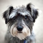 标准雪纳瑞犬-缩略图-8