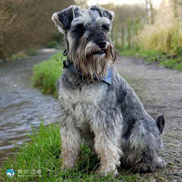 标准雪纳瑞犬-9