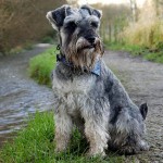 标准雪纳瑞犬-缩略图-9