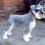 标准雪纳瑞犬-缩略图-10