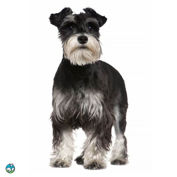 标准雪纳瑞犬-11