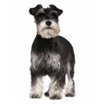 标准雪纳瑞犬-缩略图-11