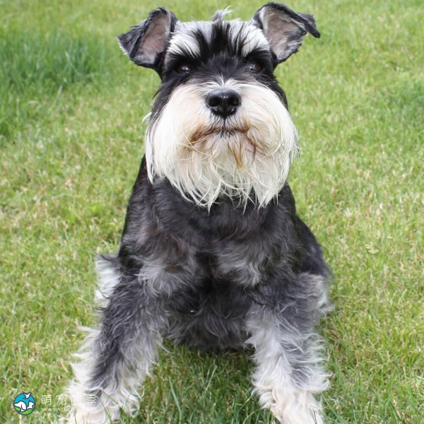 标准雪纳瑞犬-12