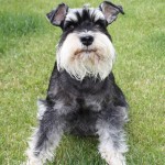 标准雪纳瑞犬-缩略图-12