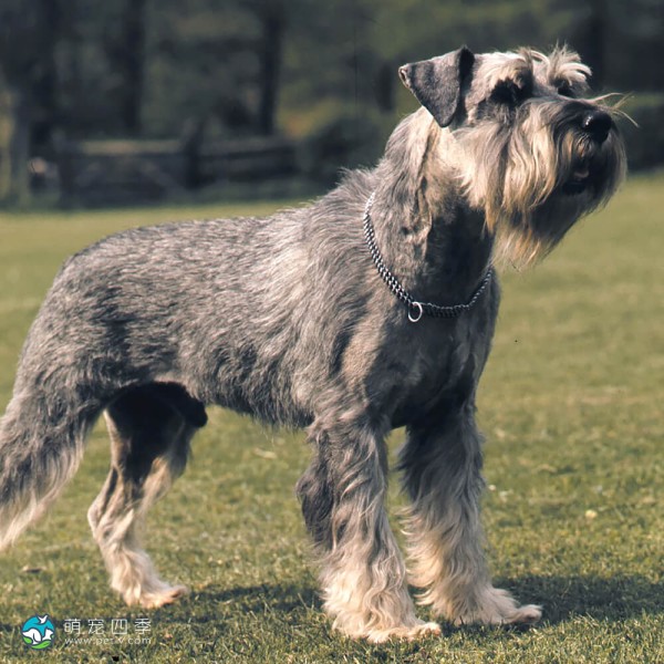 标准雪纳瑞犬-13