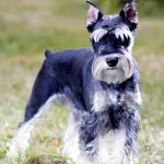 标准雪纳瑞犬-缩略图-14