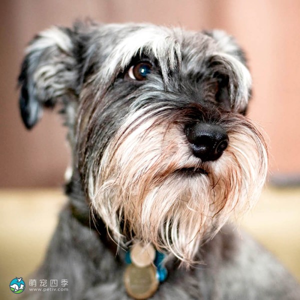 标准雪纳瑞犬-15