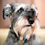 标准雪纳瑞犬-缩略图-15