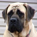 马斯提夫犬-缩略图-1