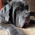 马斯提夫犬-缩略图-3