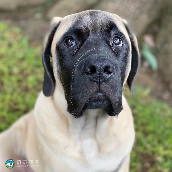 马斯提夫犬-4