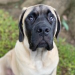 马斯提夫犬-缩略图-4