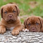 马斯提夫犬-缩略图-5