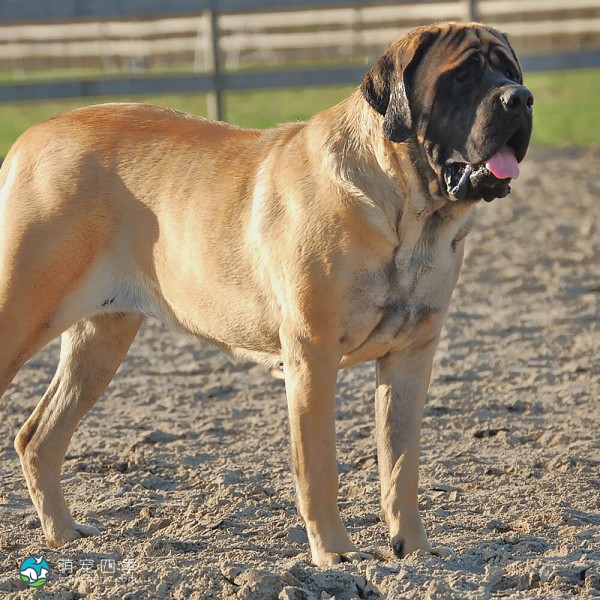 马斯提夫犬-6