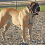 马斯提夫犬-缩略图-6