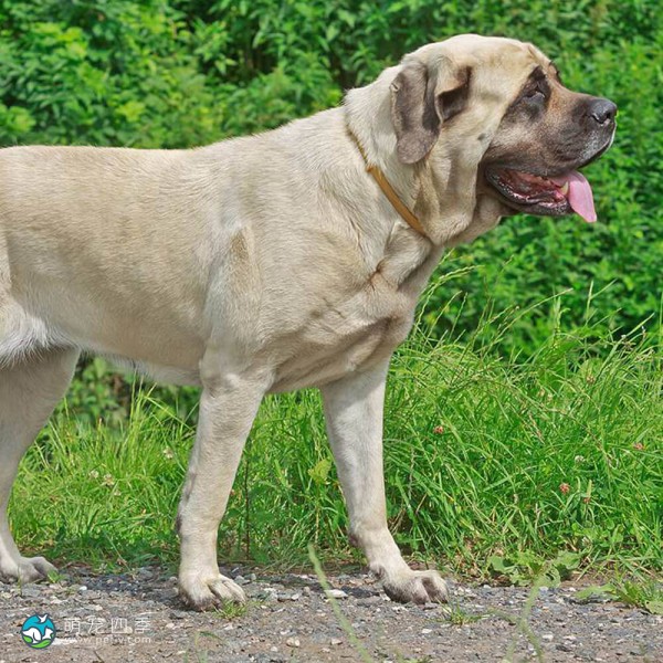 马斯提夫犬-7