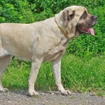 马斯提夫犬-缩略图-7