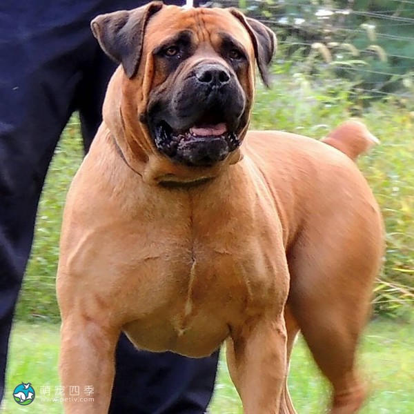 马斯提夫犬-8