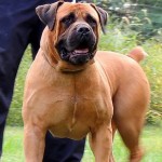 马斯提夫犬-缩略图-8