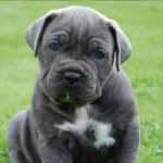 马斯提夫犬-缩略图-9