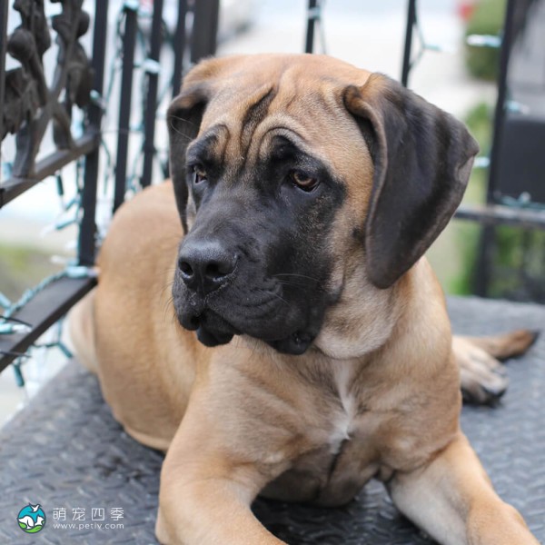 马斯提夫犬-10