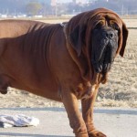 马斯提夫犬-缩略图-11