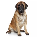 马斯提夫犬-缩略图-12