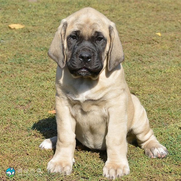 马斯提夫犬-13
