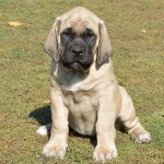 马斯提夫犬-缩略图-13