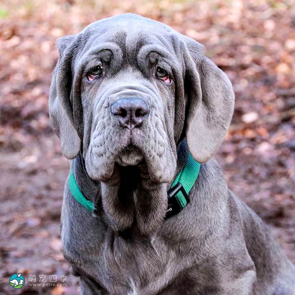 马斯提夫犬-14