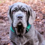 马斯提夫犬-缩略图-14