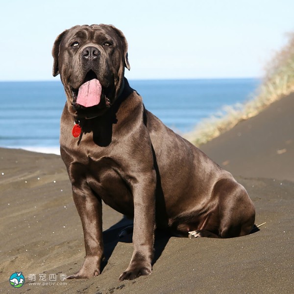 马斯提夫犬-15